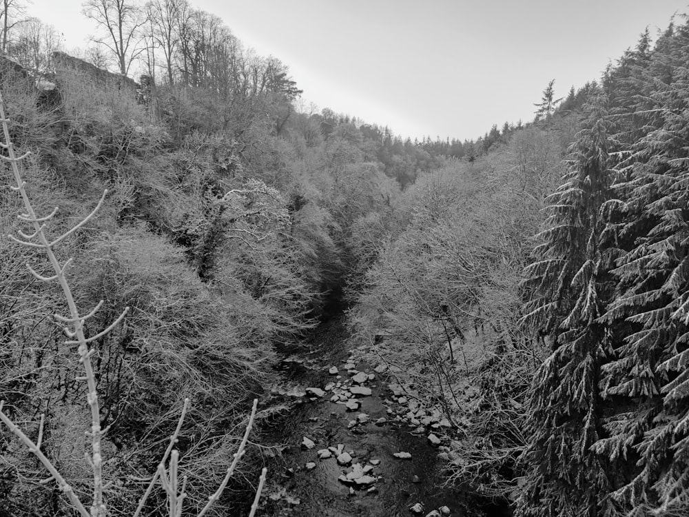 grayscale photo of trees and plants