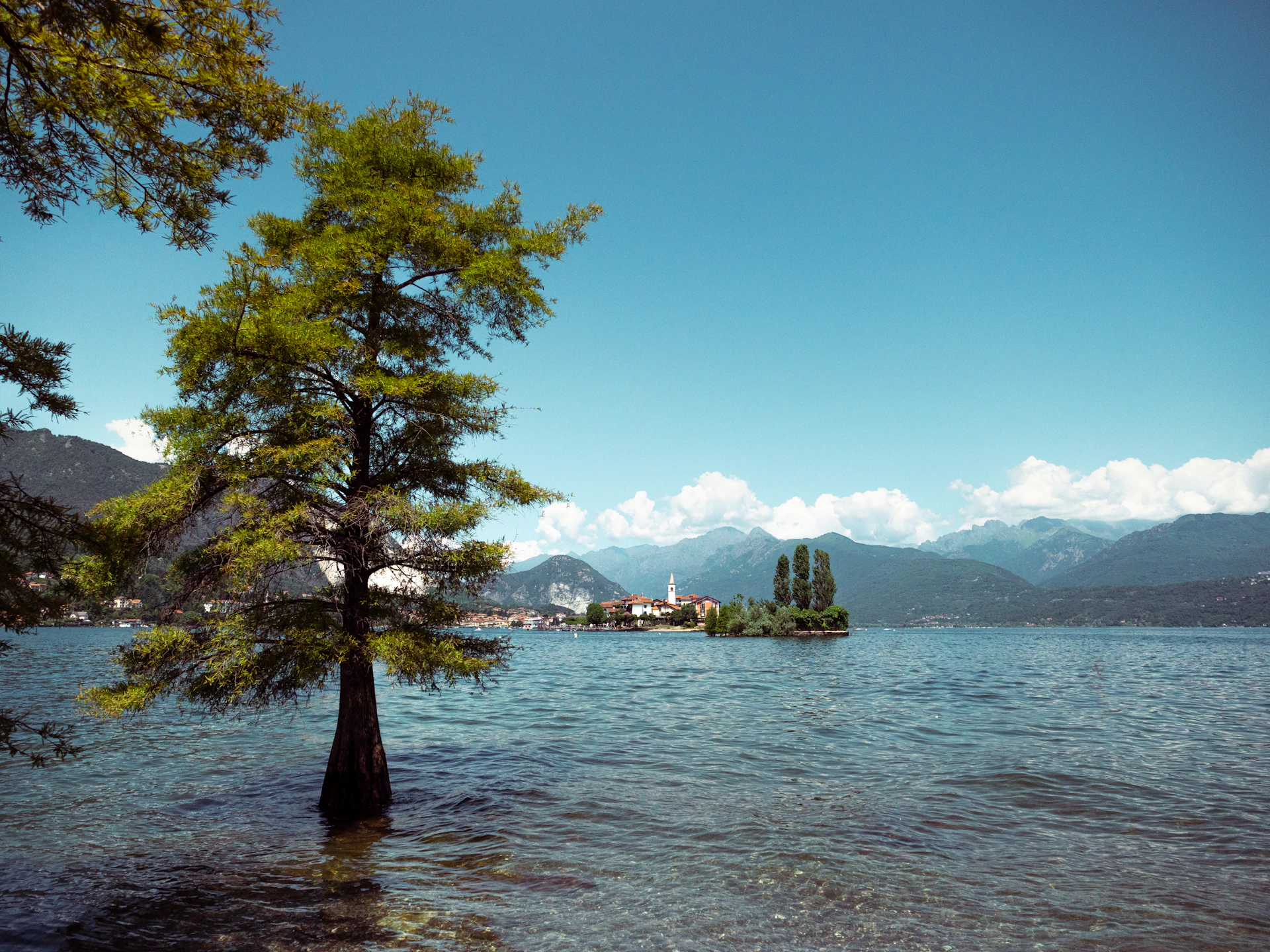 green trees near body of water during daytime