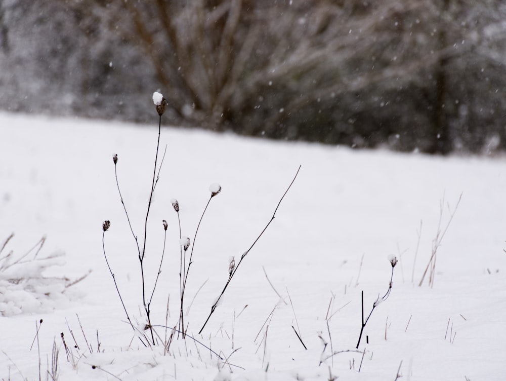 white snow covered plant during daytime