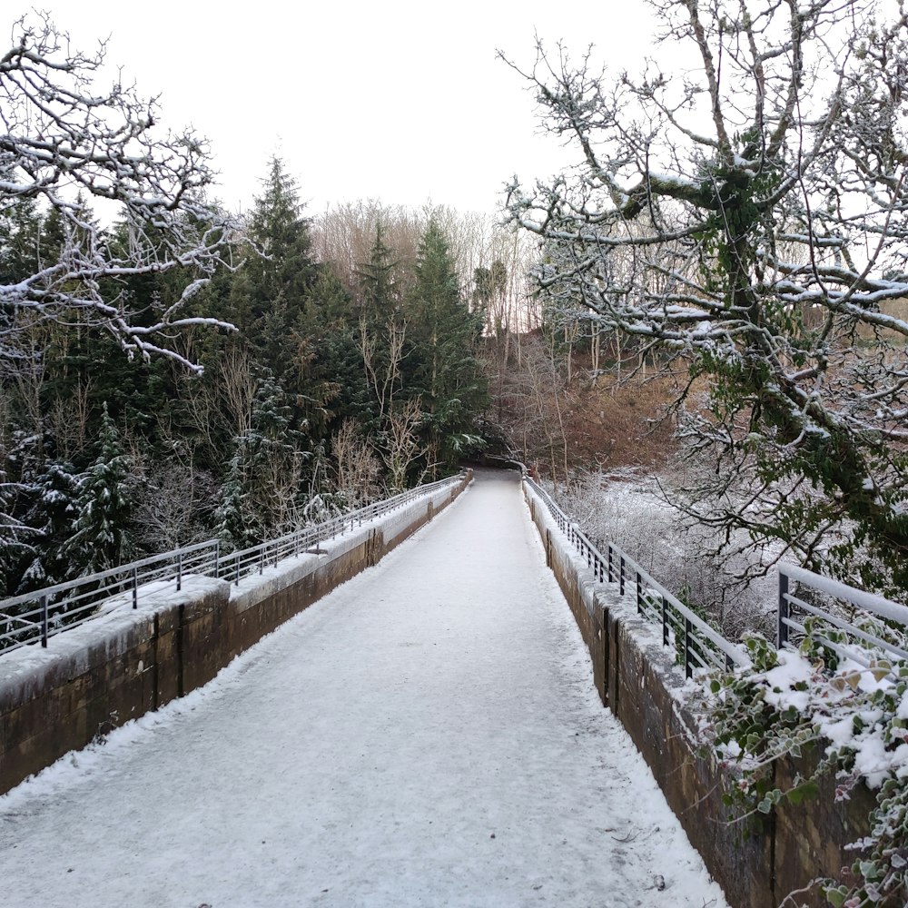 snow covered pathway between trees during daytime