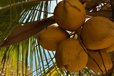 Bunches of ripe coconuts hanging on a tropical palm tree under bright sunlight.