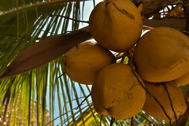 A close-up of ripe brown sugar coconut clusters hanging on lush green palm trees under soft sunlight