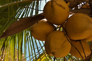 A farmer harvesting ripe coconuts on a sunny day.