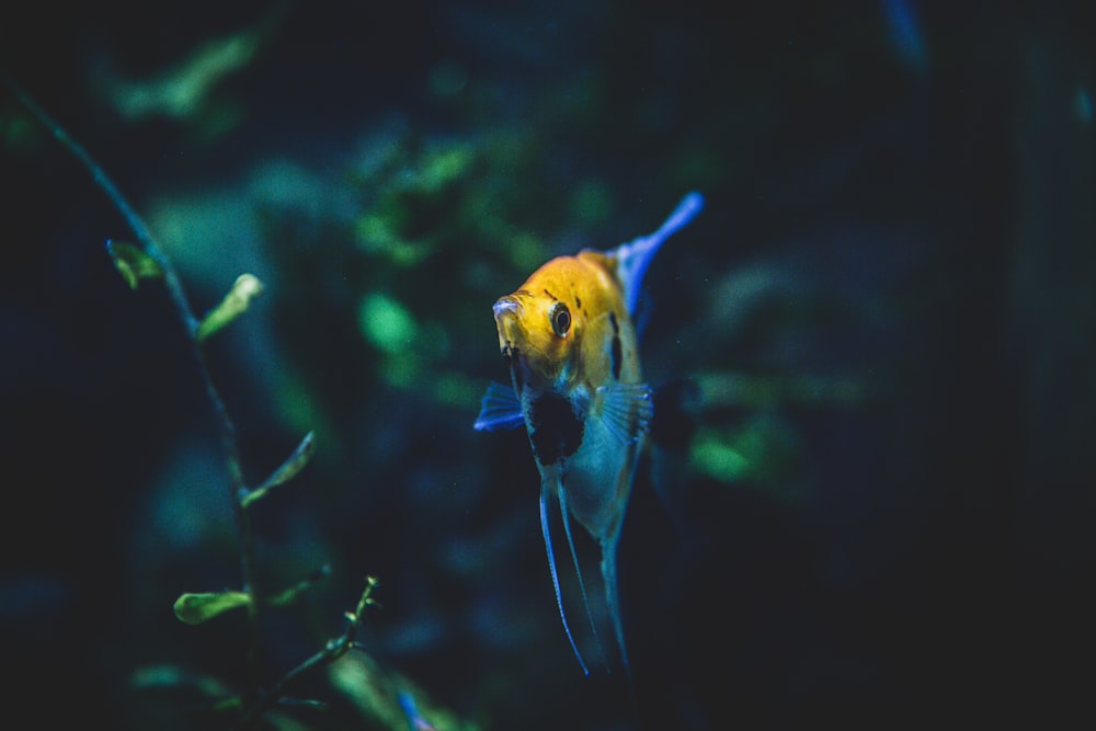 Peces amarillos y azules en el agua