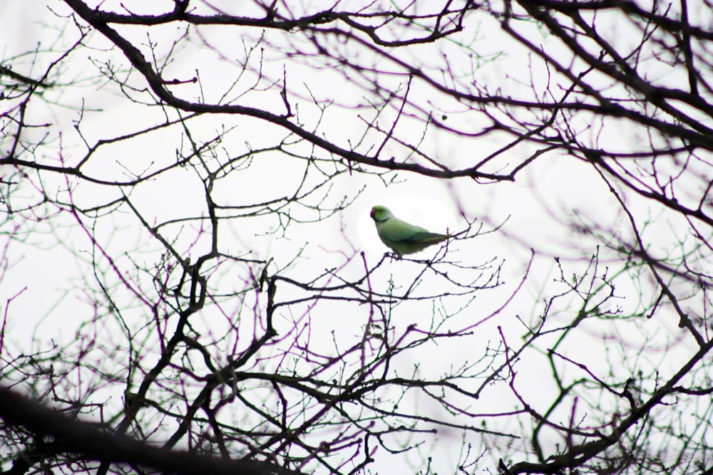 white bird on brown tree branch