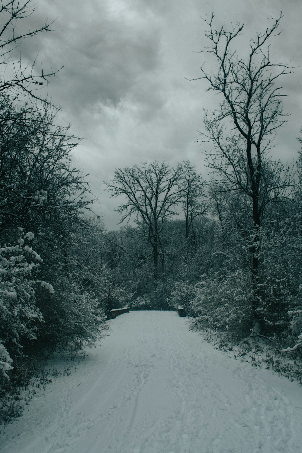 grayscale photo of trees and snow