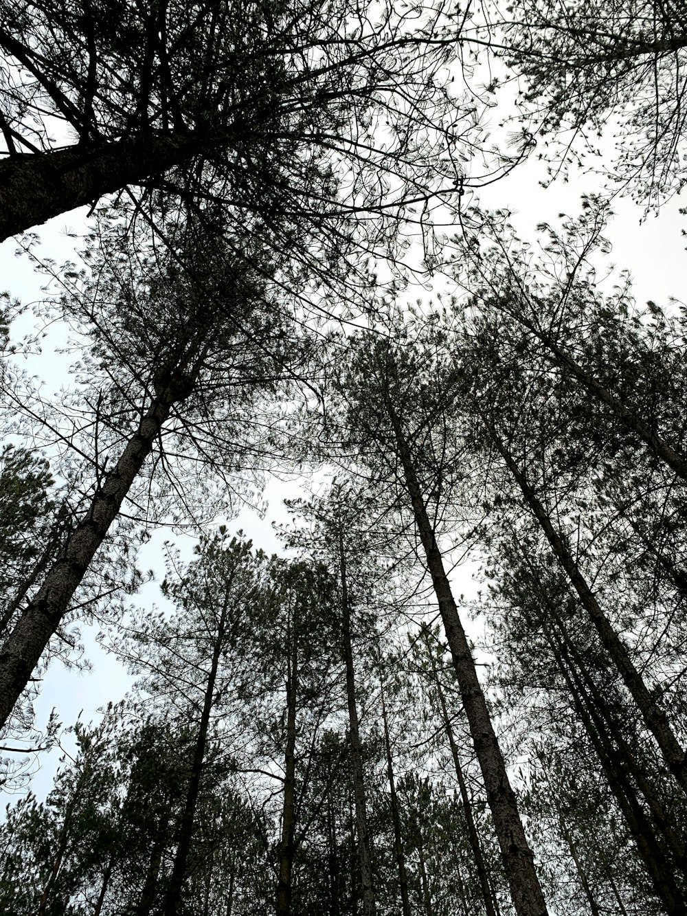 low angle photography of green trees during daytime