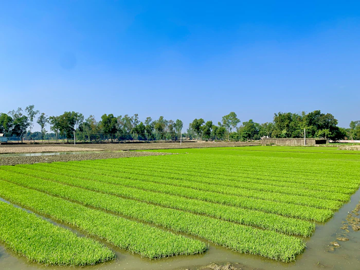 Bangladeshi paddy farm