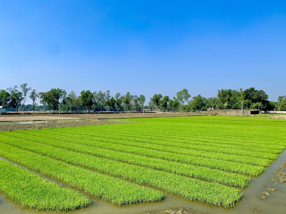 green grass field under blue sky during daytime