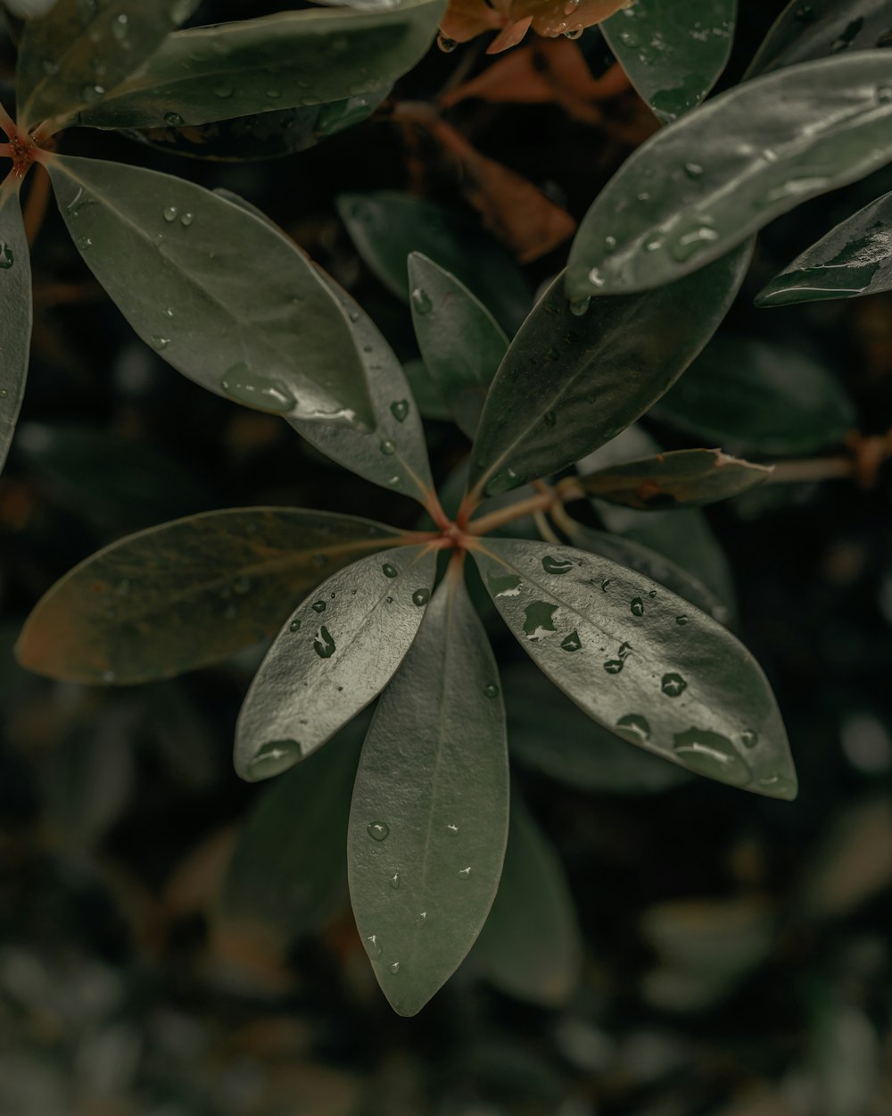 water droplets on green leaves