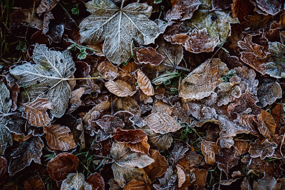 brown and green leaves on ground