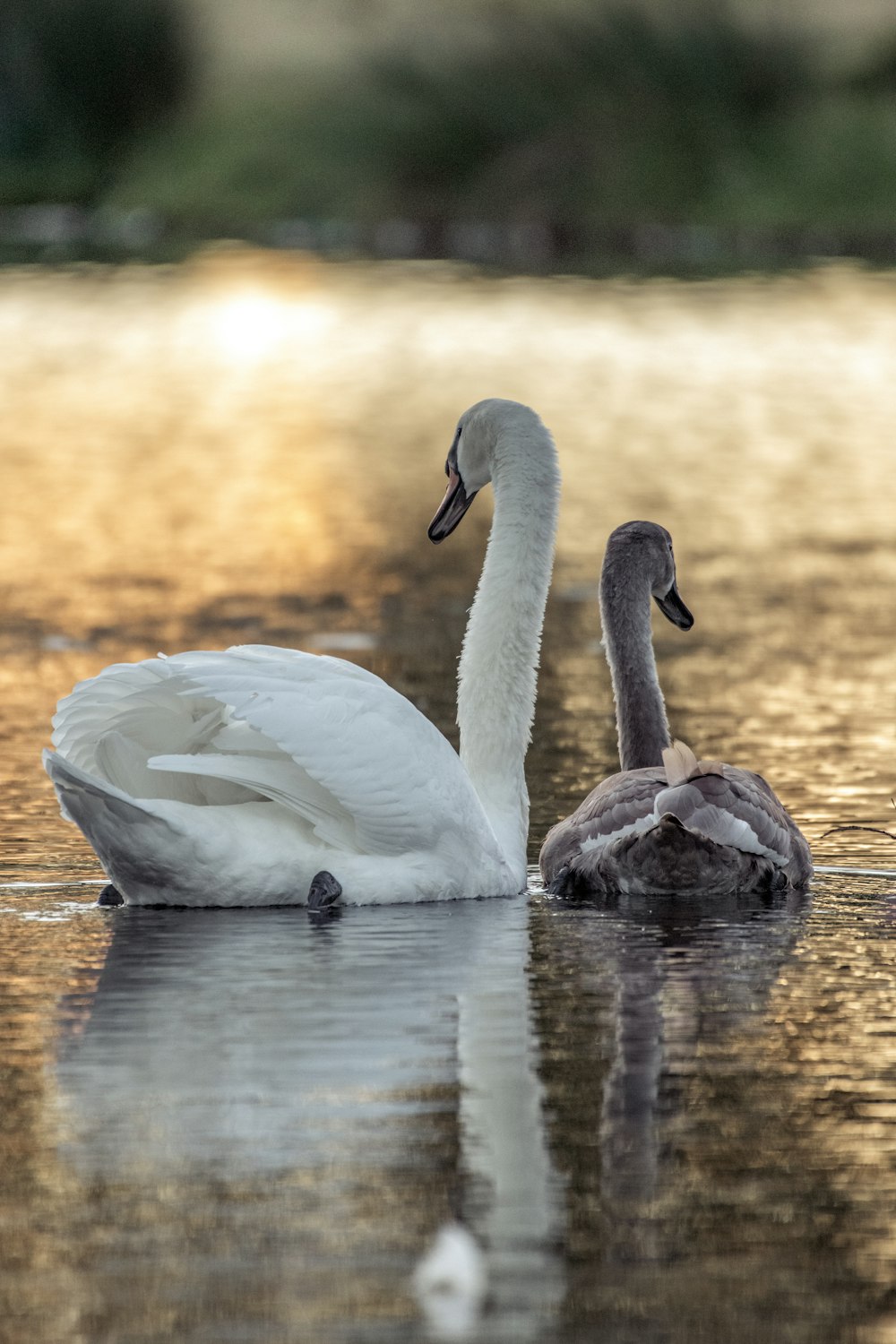 white swan on water during daytime