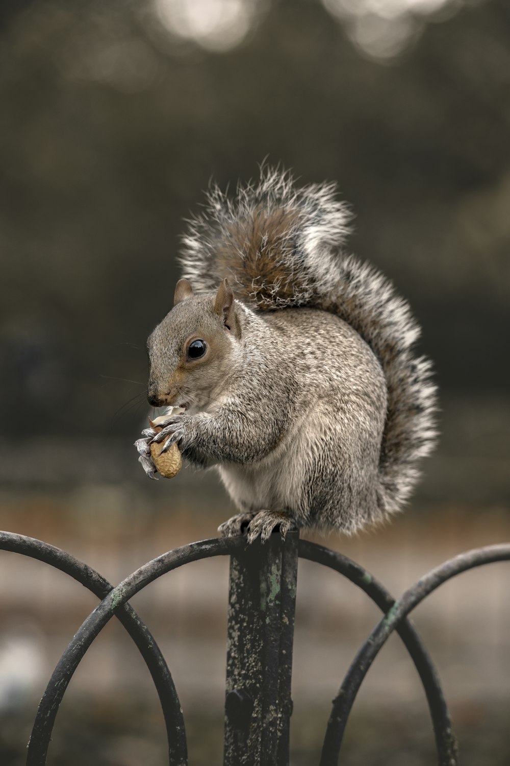 écureuil brun sur une clôture en métal noir pendant la journée