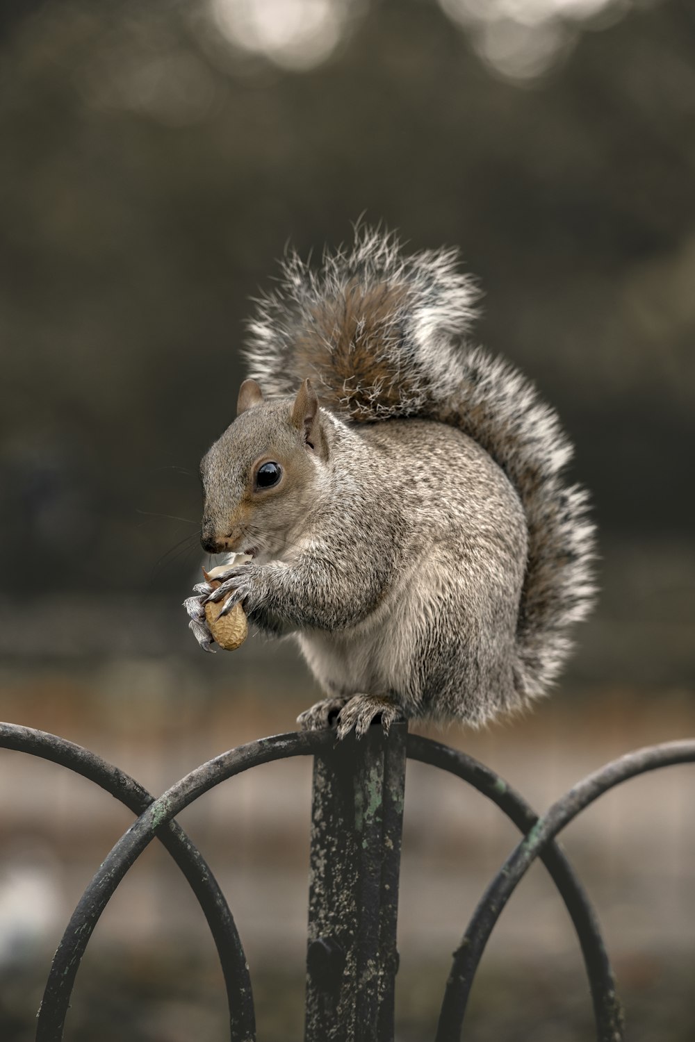 Braunes Eichhörnchen tagsüber auf schwarzem Metallzaun