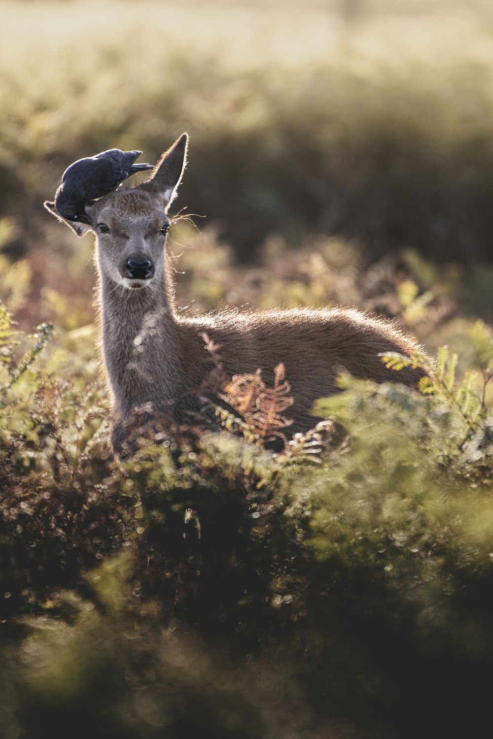 brown deer on green grass during daytime