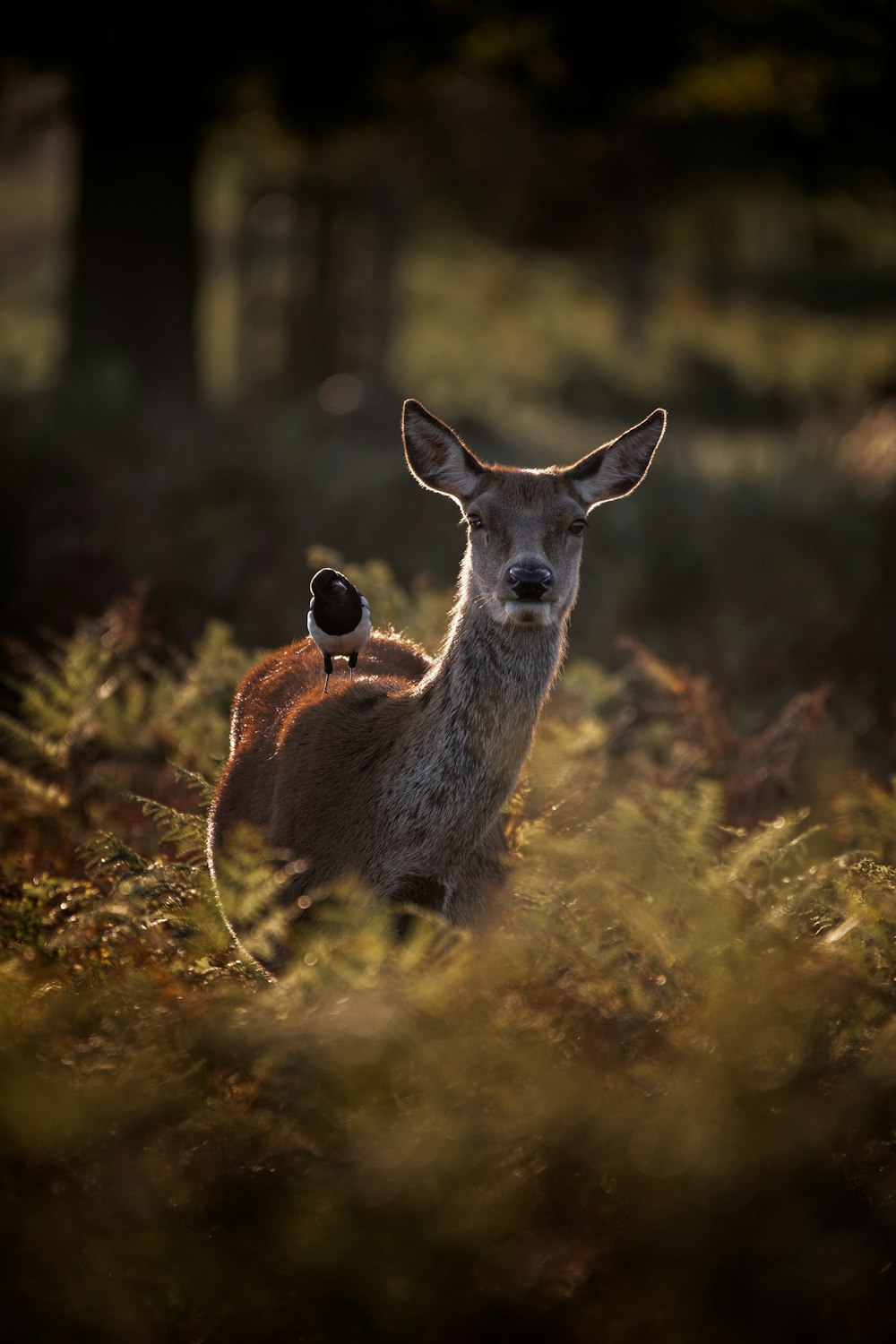 brown deer on green grass during daytime