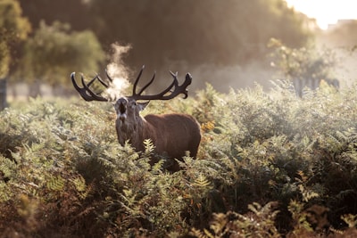 A stag stands among dense foliage, with visible breath in the cool air. Sunlight filters through the trees, creating a serene atmosphere.