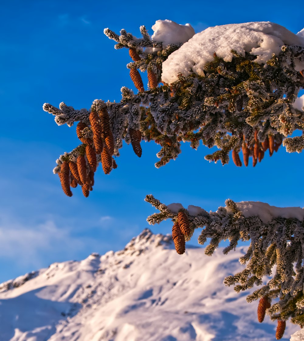 Foglie secche marroni sulla montagna coperta di neve durante il giorno