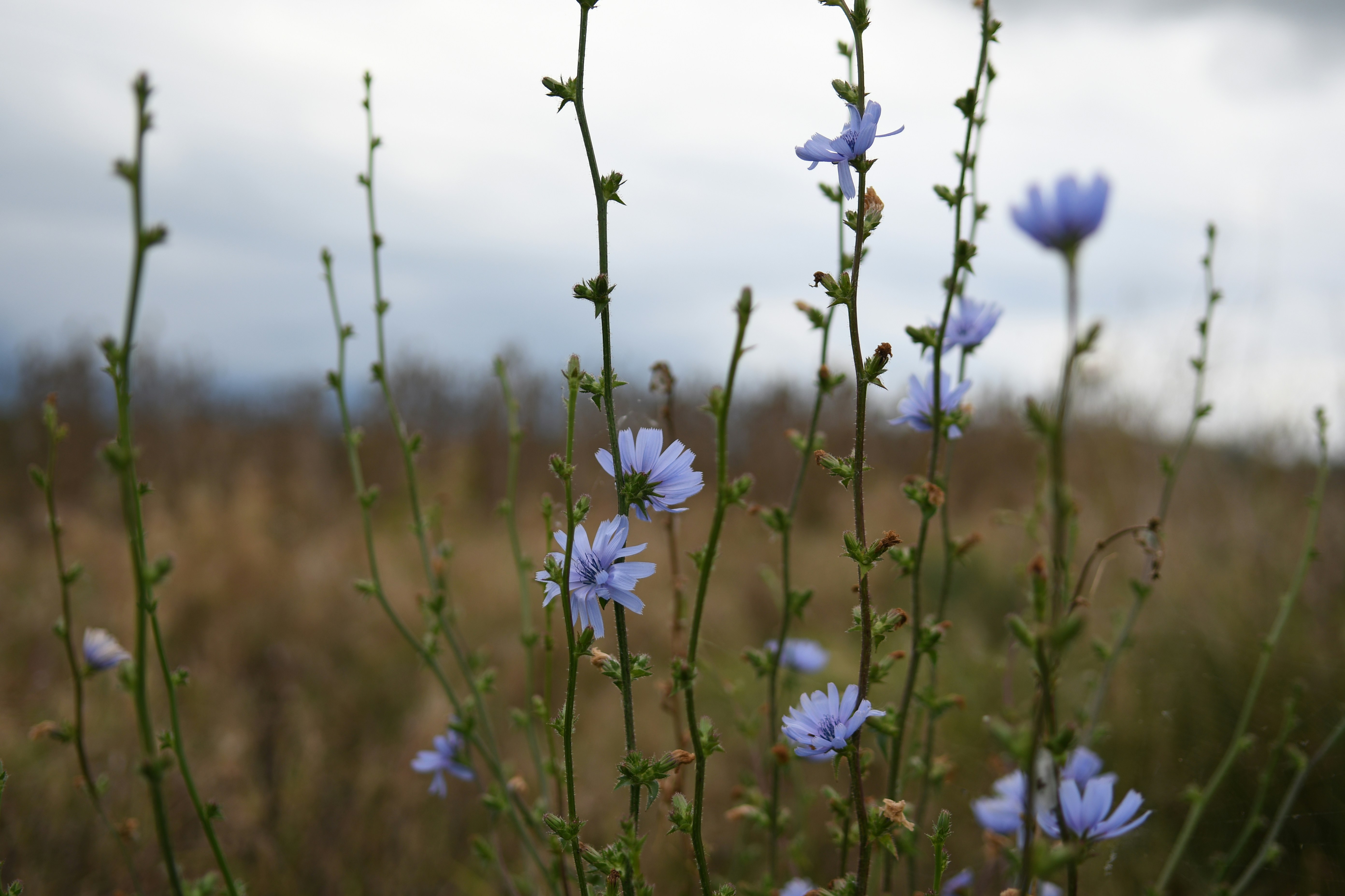 purple flowers in tilt shift lens