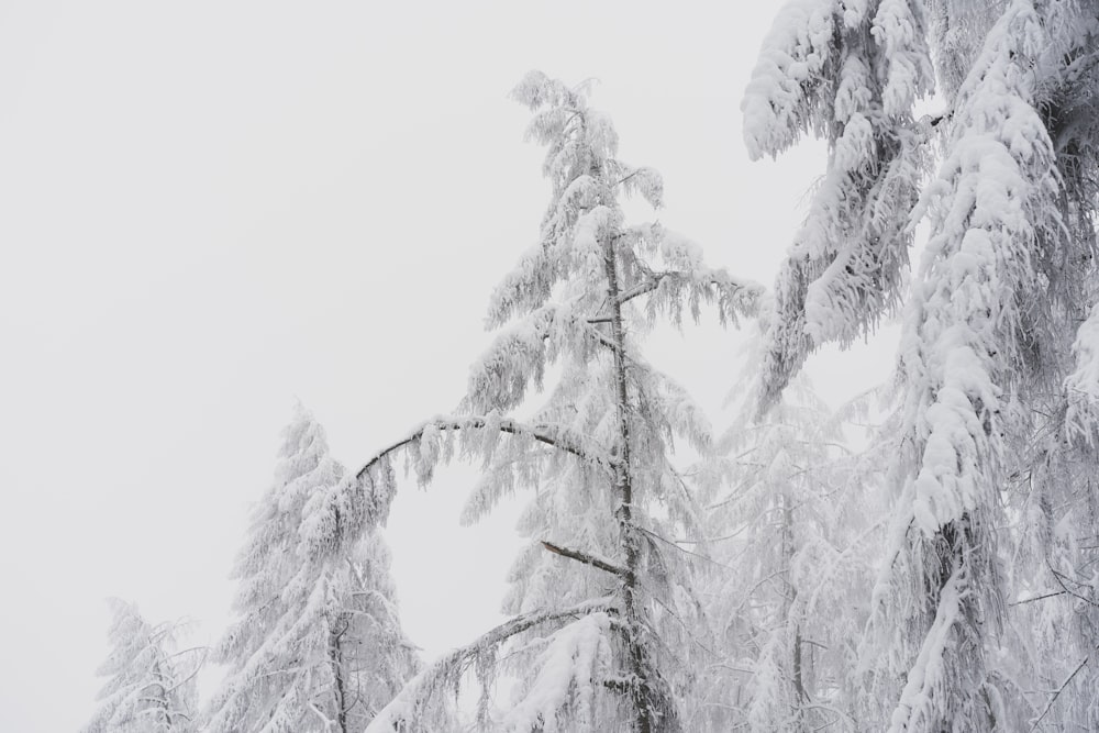 snow covered pine trees during daytime