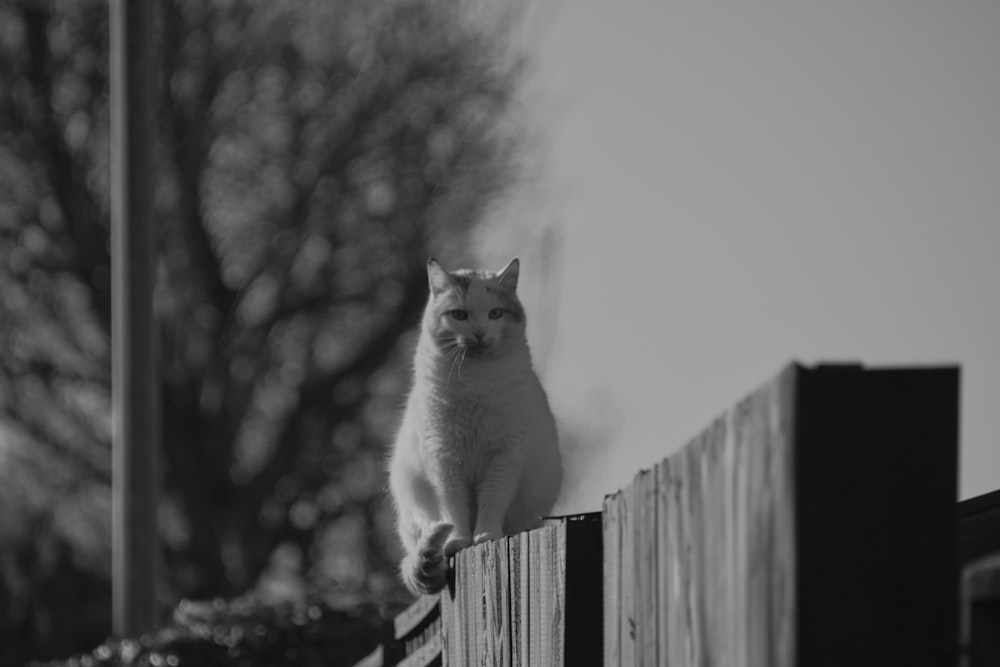Photo en niveaux de gris d’un chat blanc sur une clôture en bois