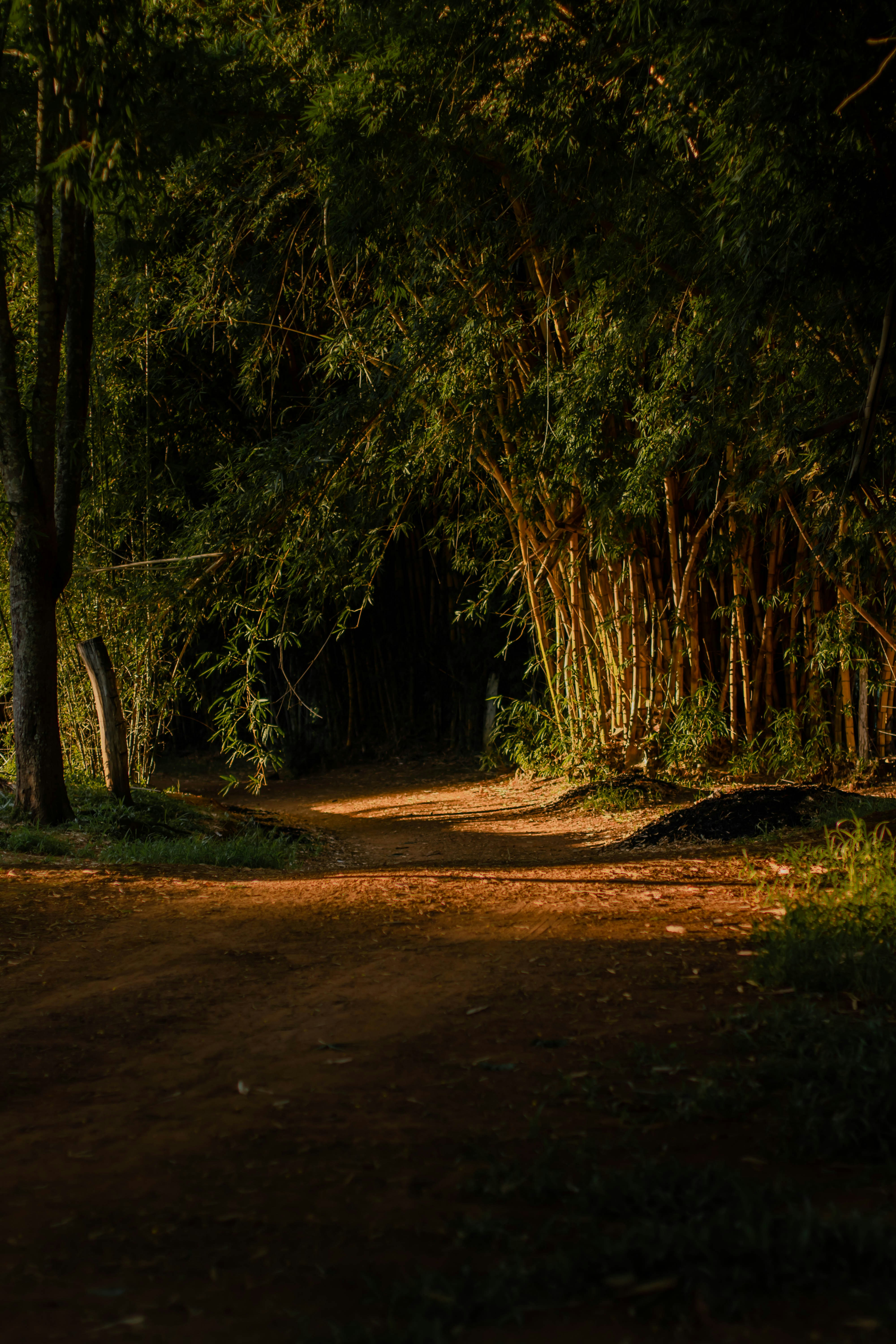 brown dirt road between trees during daytime