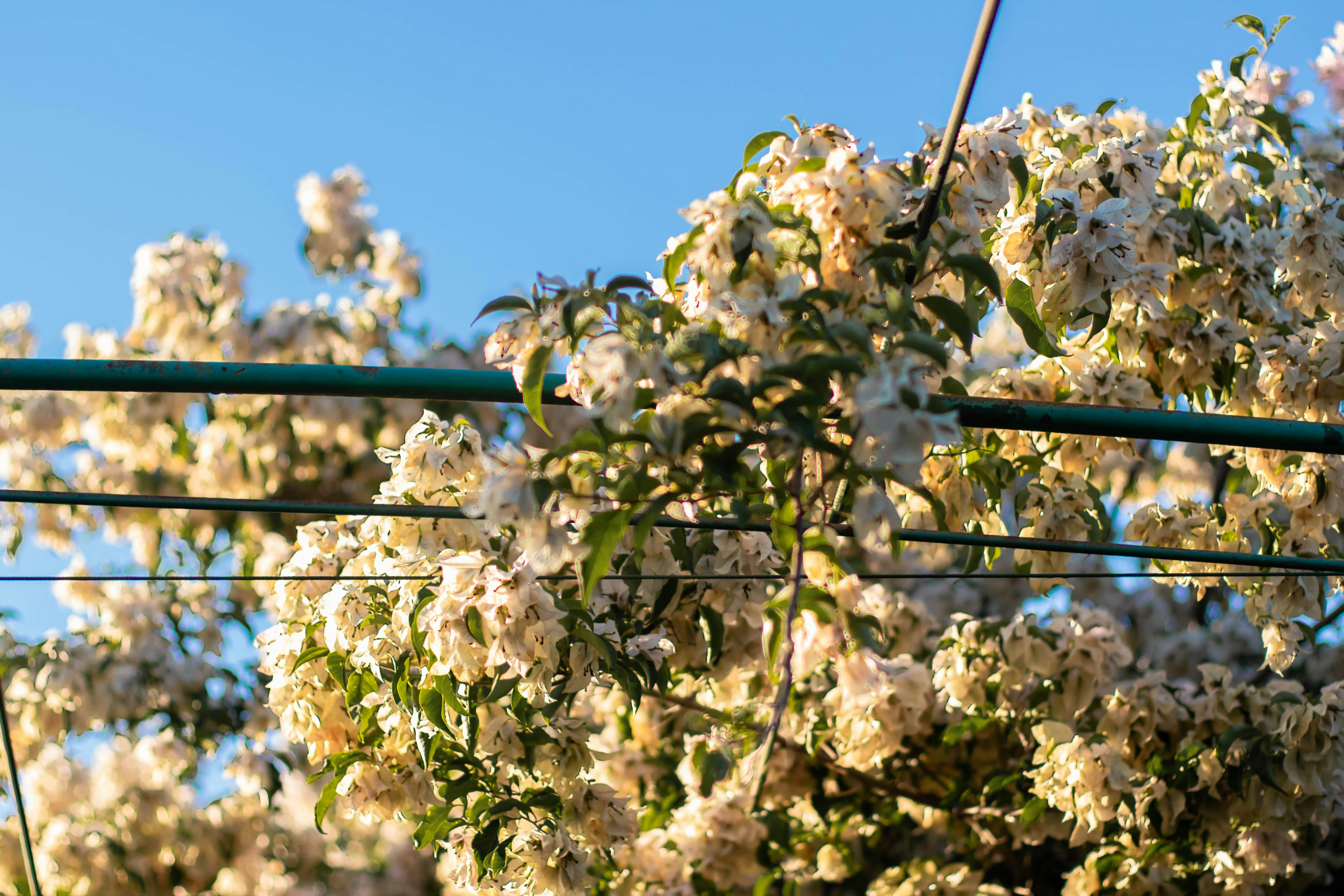 white cherry blossom flowers in bloom during daytime
