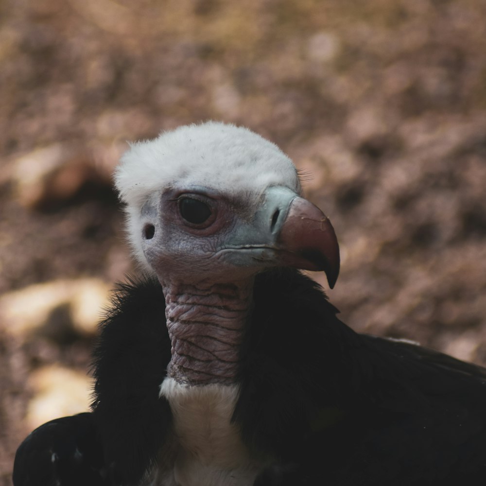 black and white bird in close up photography