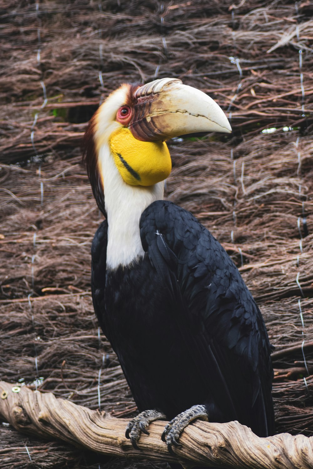 black and yellow bird on brown nest