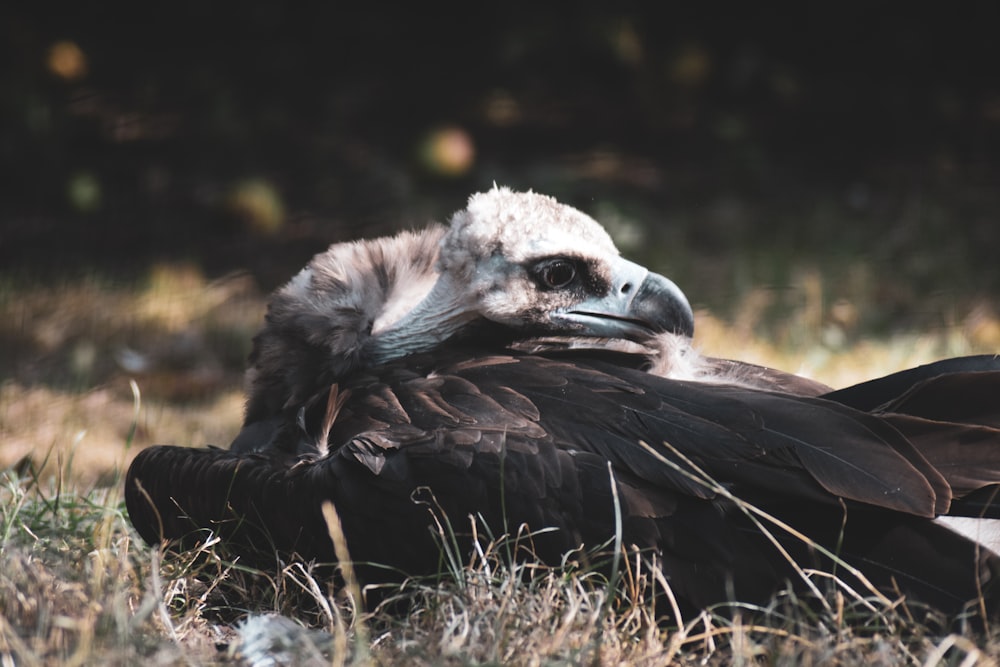 white and black bird on green grass during daytime