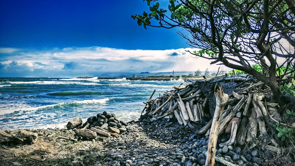 brown wood log on seashore during daytime