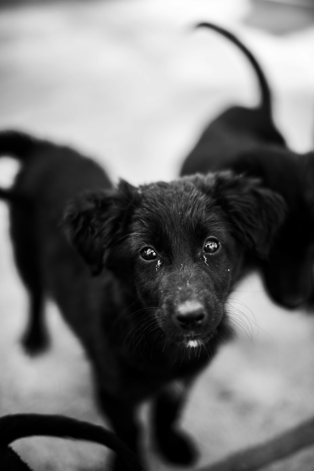 Labrador Retriever negro en suelo nevado