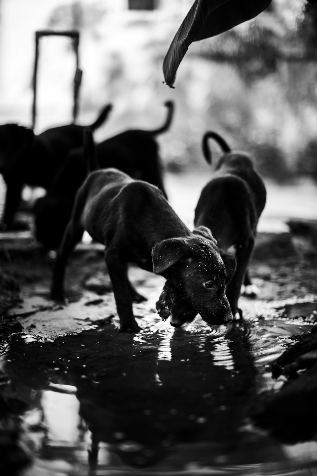 grayscale photography of 2 dogs on water
