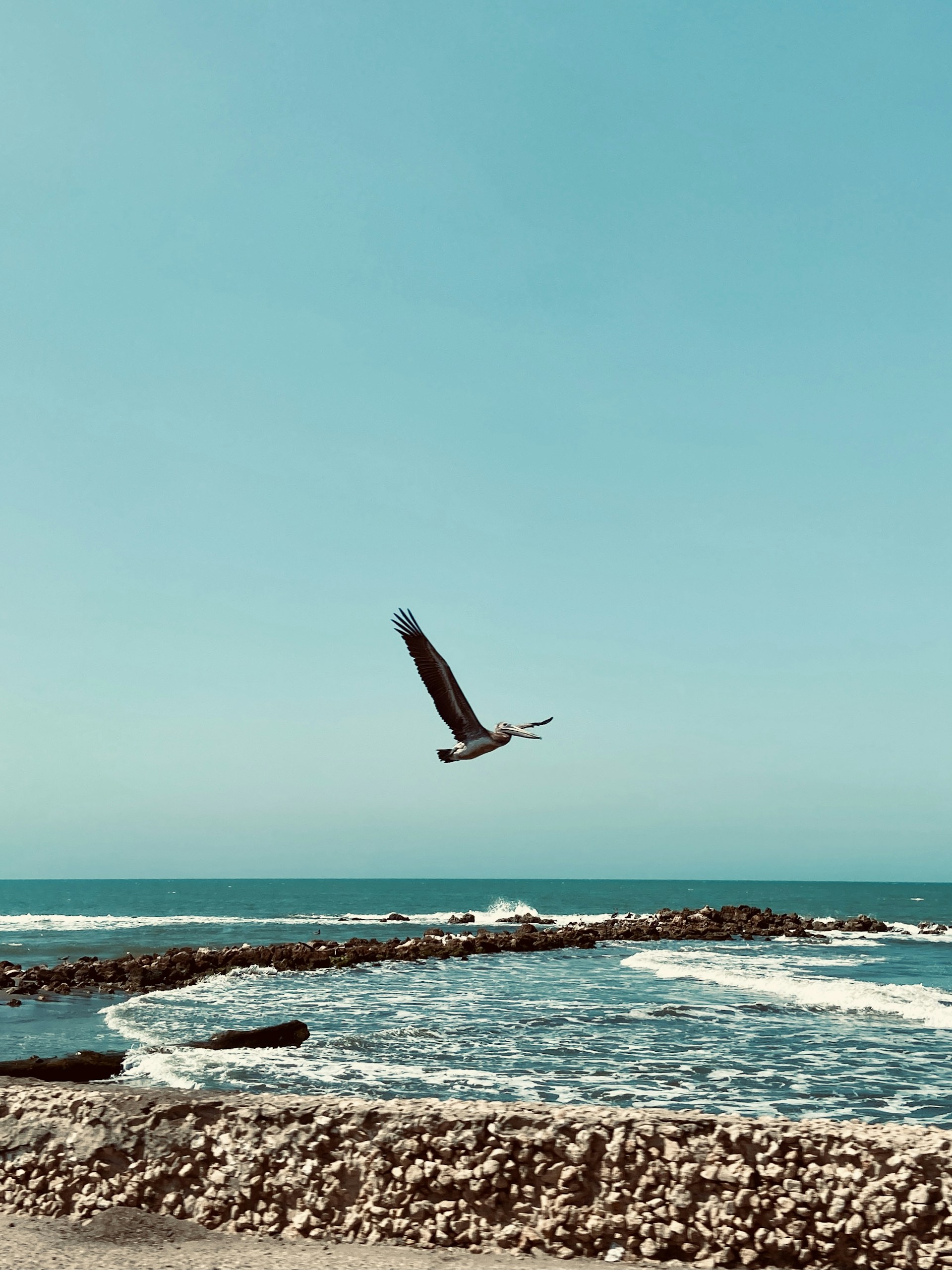 bird flying over the sea during daytime