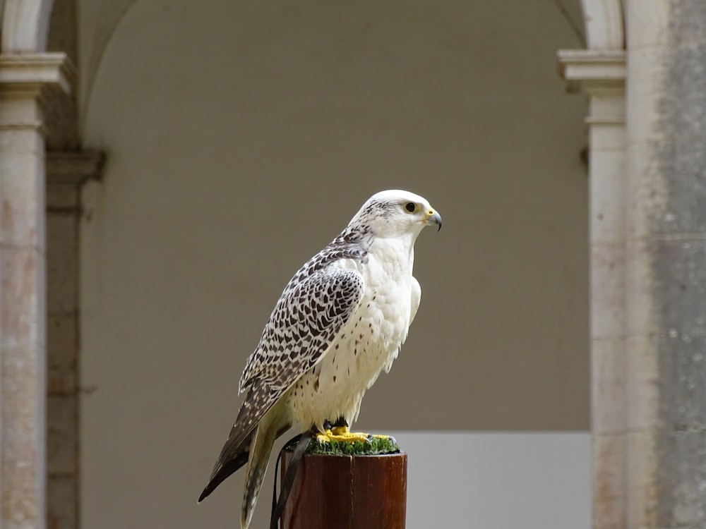 white and black bird on brown wooden post