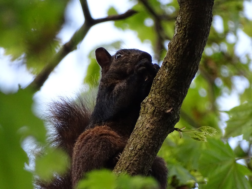 scoiattolo nero e marrone sul ramo dell'albero durante il giorno