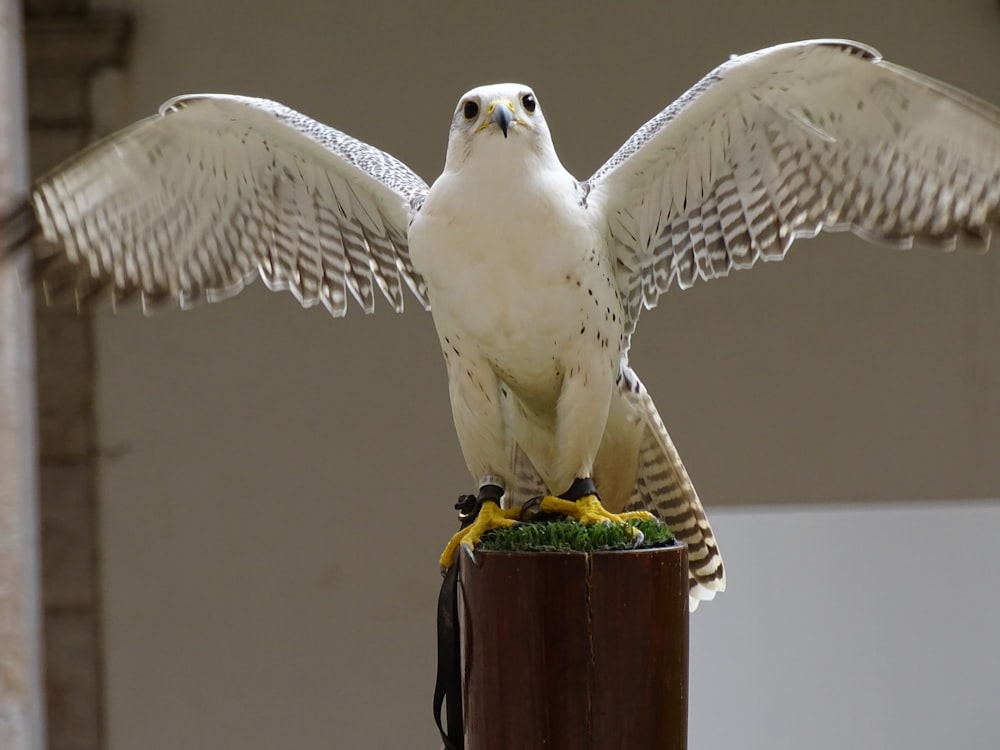 white and black bird on brown wooden post