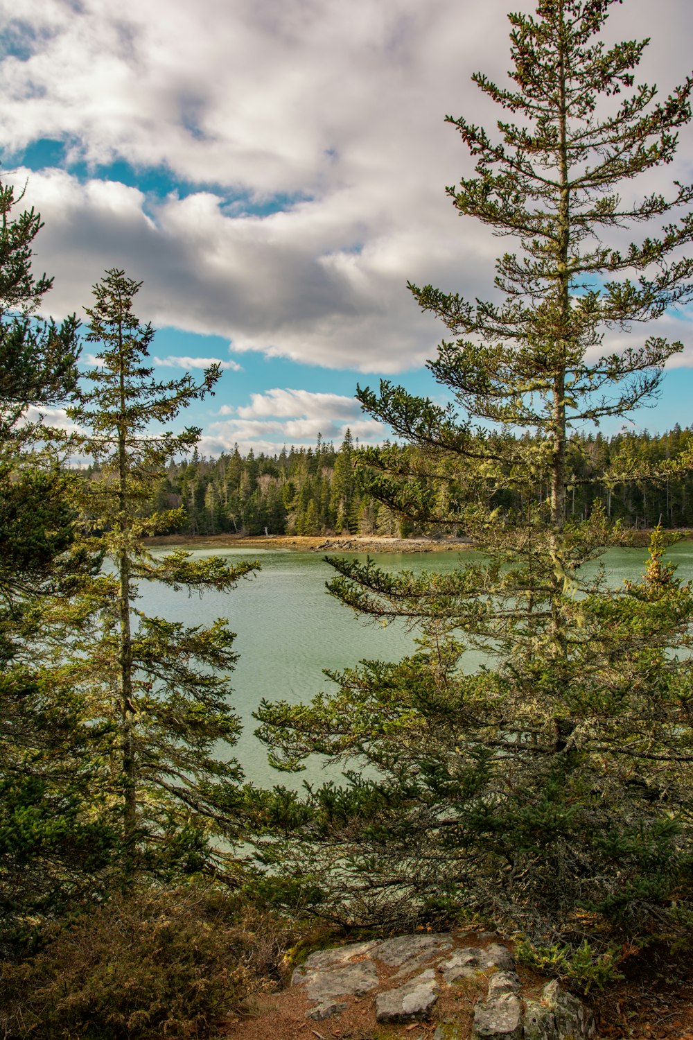 green trees beside lake under cloudy sky during daytime