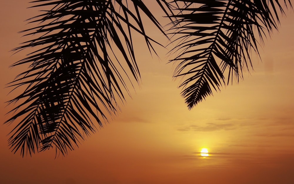 silhouette of palm tree during sunset