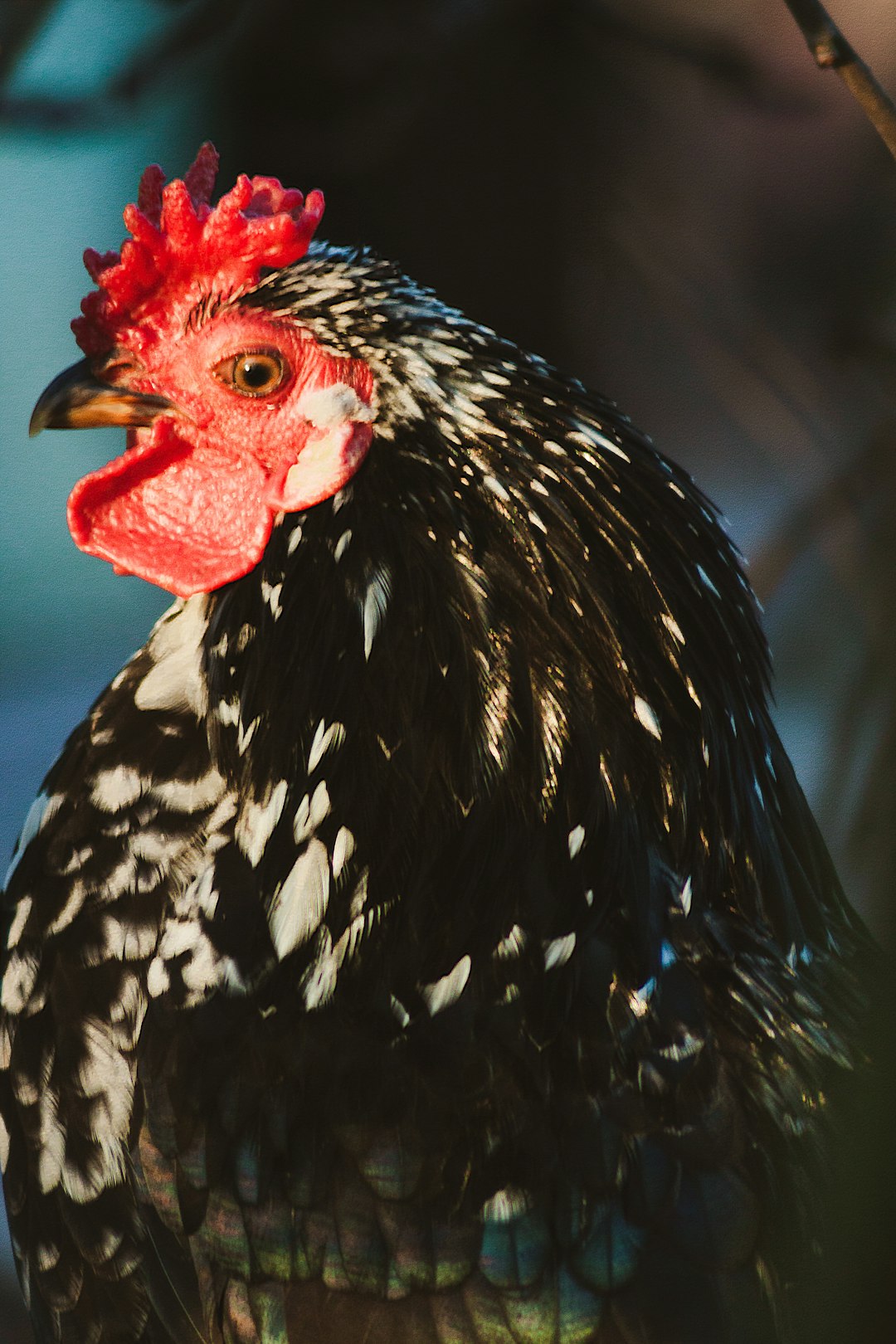 black and white rooster in close up photography