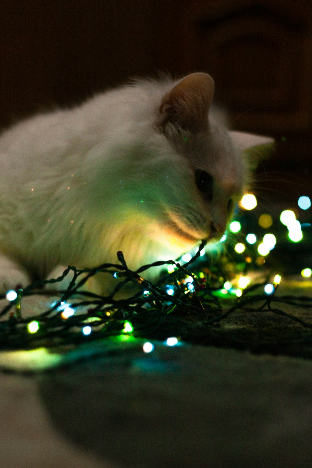 white cat on green string lights