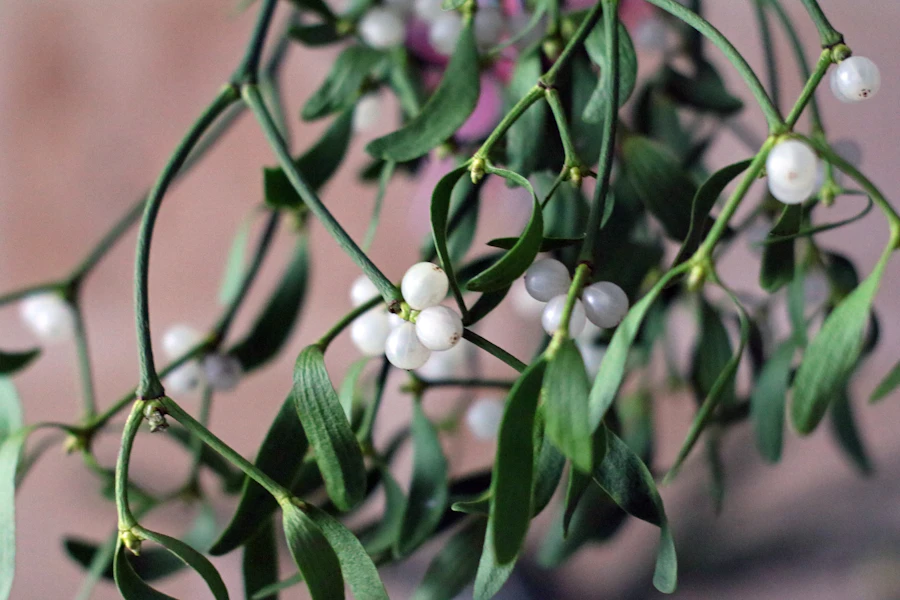 A live mistletoe bough, cut from an orchard in December