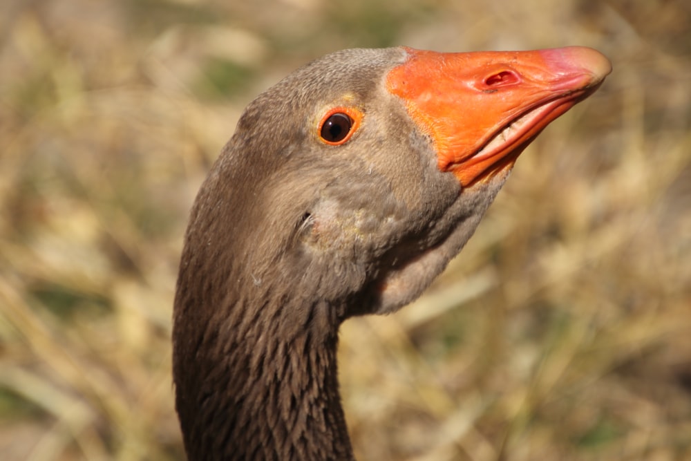 black duck with orange beak