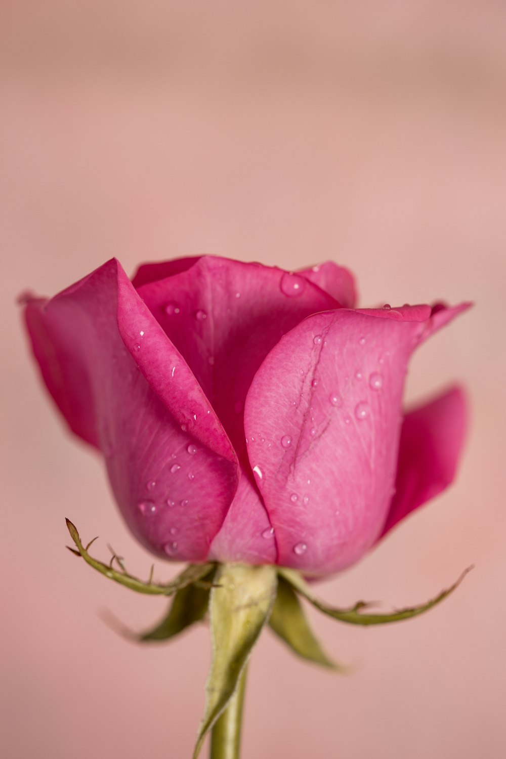 pink rose in bloom close up photo