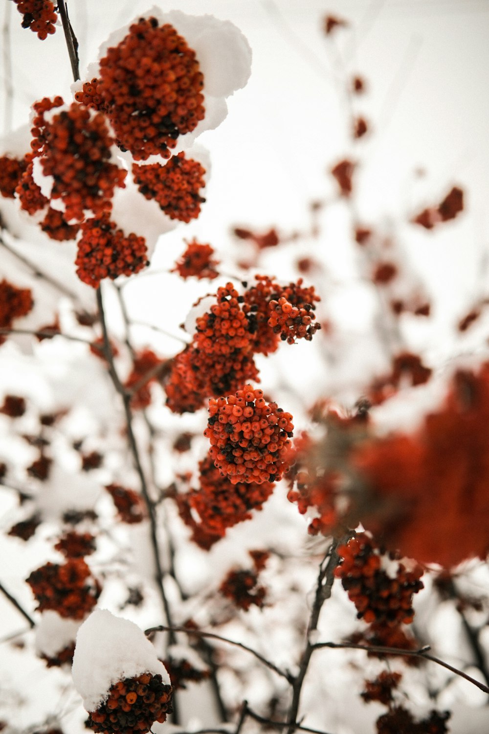 brown and white tree leaves