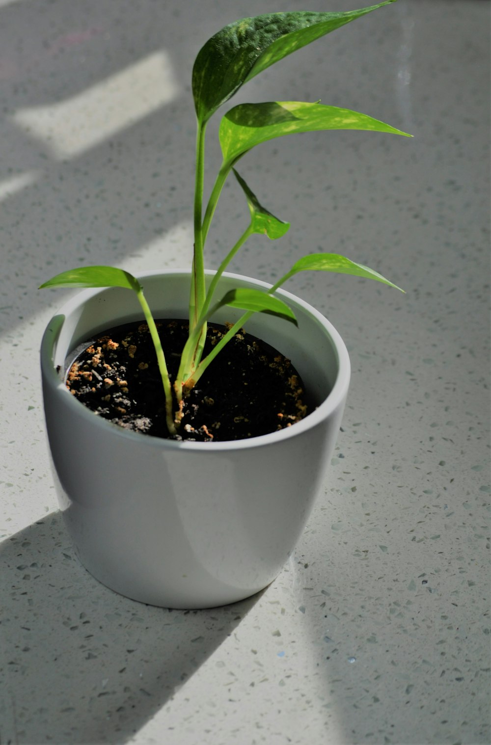 green plant on white ceramic pot