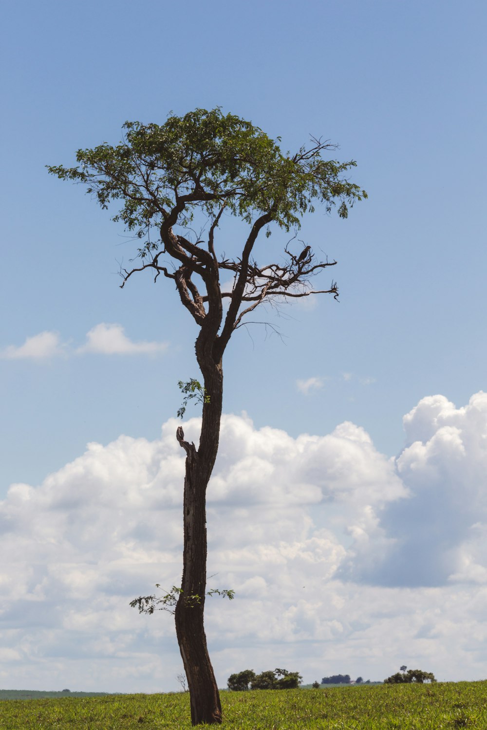 green tree under blue sky during daytime