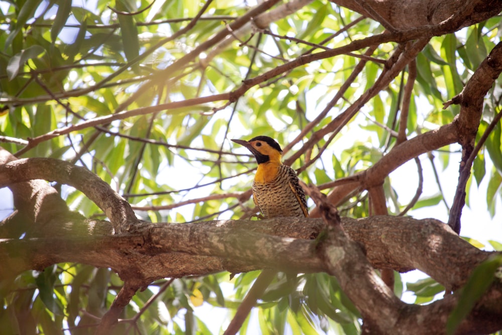 oiseau jaune et noir sur une branche d’arbre brune pendant la journée