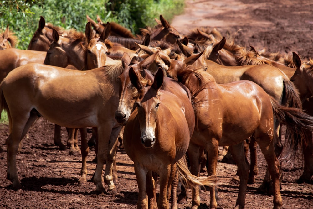 chevaux bruns sur un sol brun pendant la journée