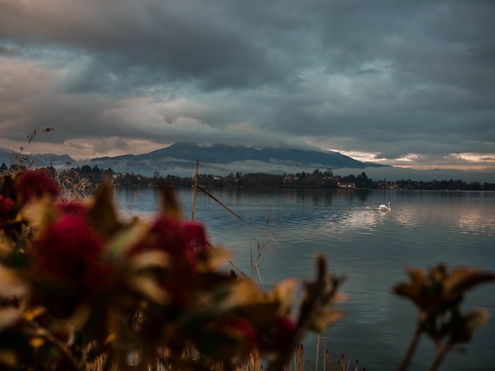 red flowers near body of water during daytime